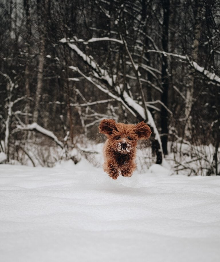 Ein kleiner Hund springt mit fliegenden Ohren durch den Schnee